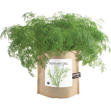 Buy Potting Shed Creations Dill Garden-in-a-Bag at Well.ca 