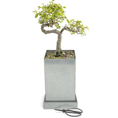 Buy Potting Shed Creations Japanese Elm Bonsai Specimen ...